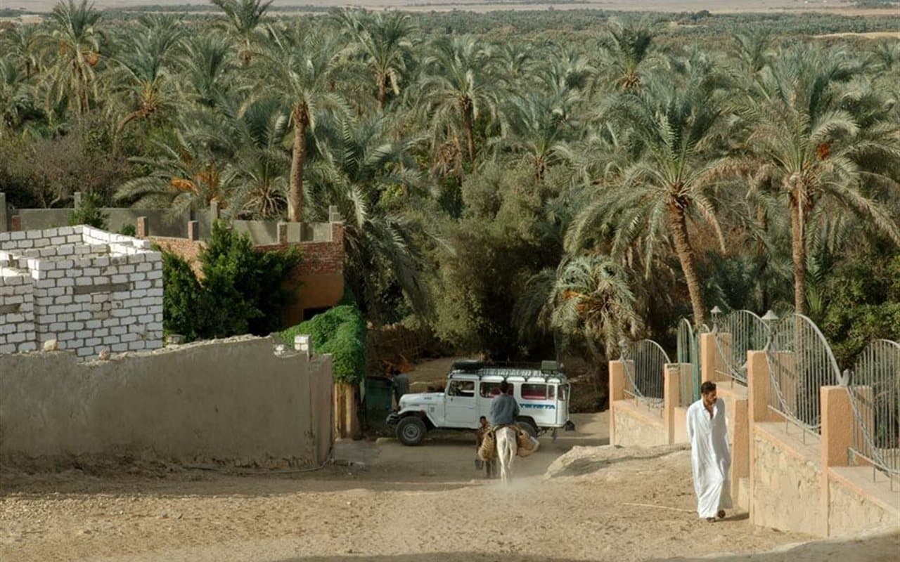 Date-palm grove in Bahariya Oasis, Egypt