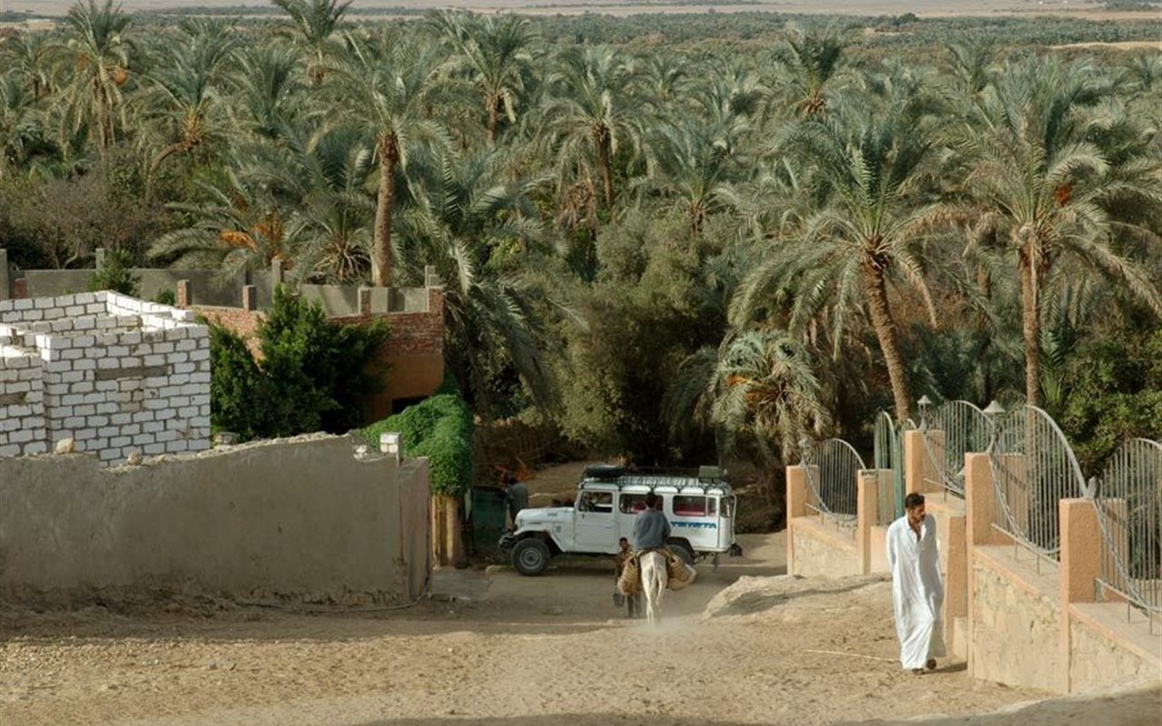 Date-palm grove in the Bahariya Oasis, Egypt